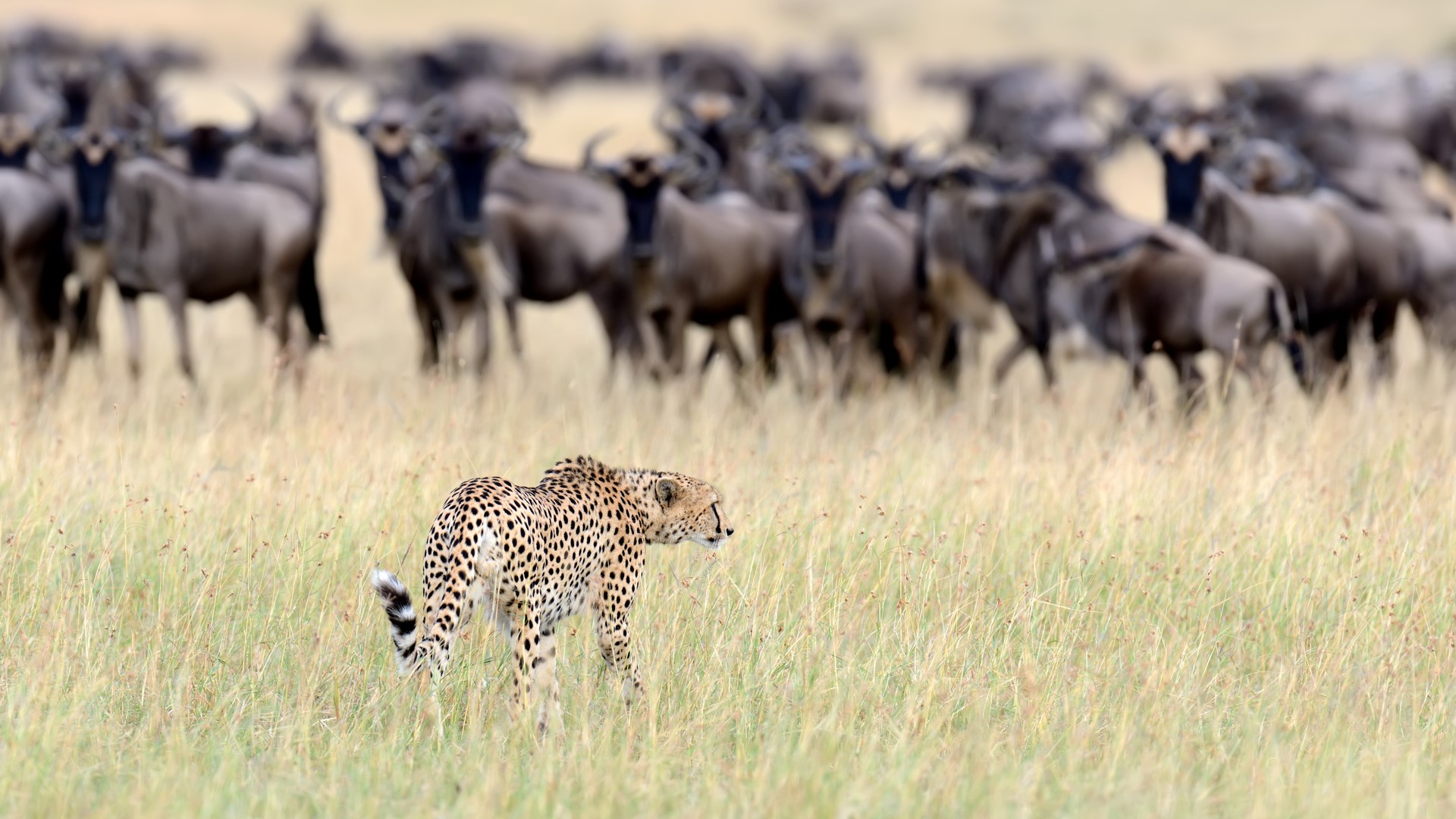 You Don’t Need to Be a Techie to Lead a Digital Turnaround